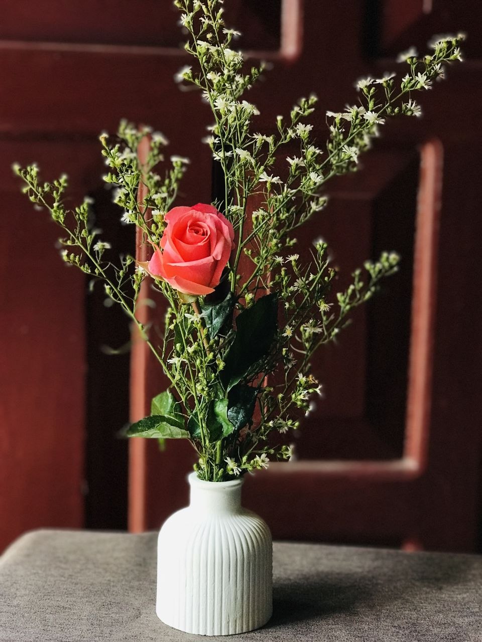 Ribbed ivory vase with a red rose against dark brown drapery